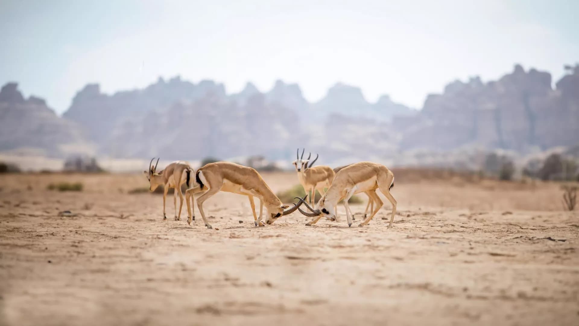 Wisata satwa liar dan alam di Al-Hajar