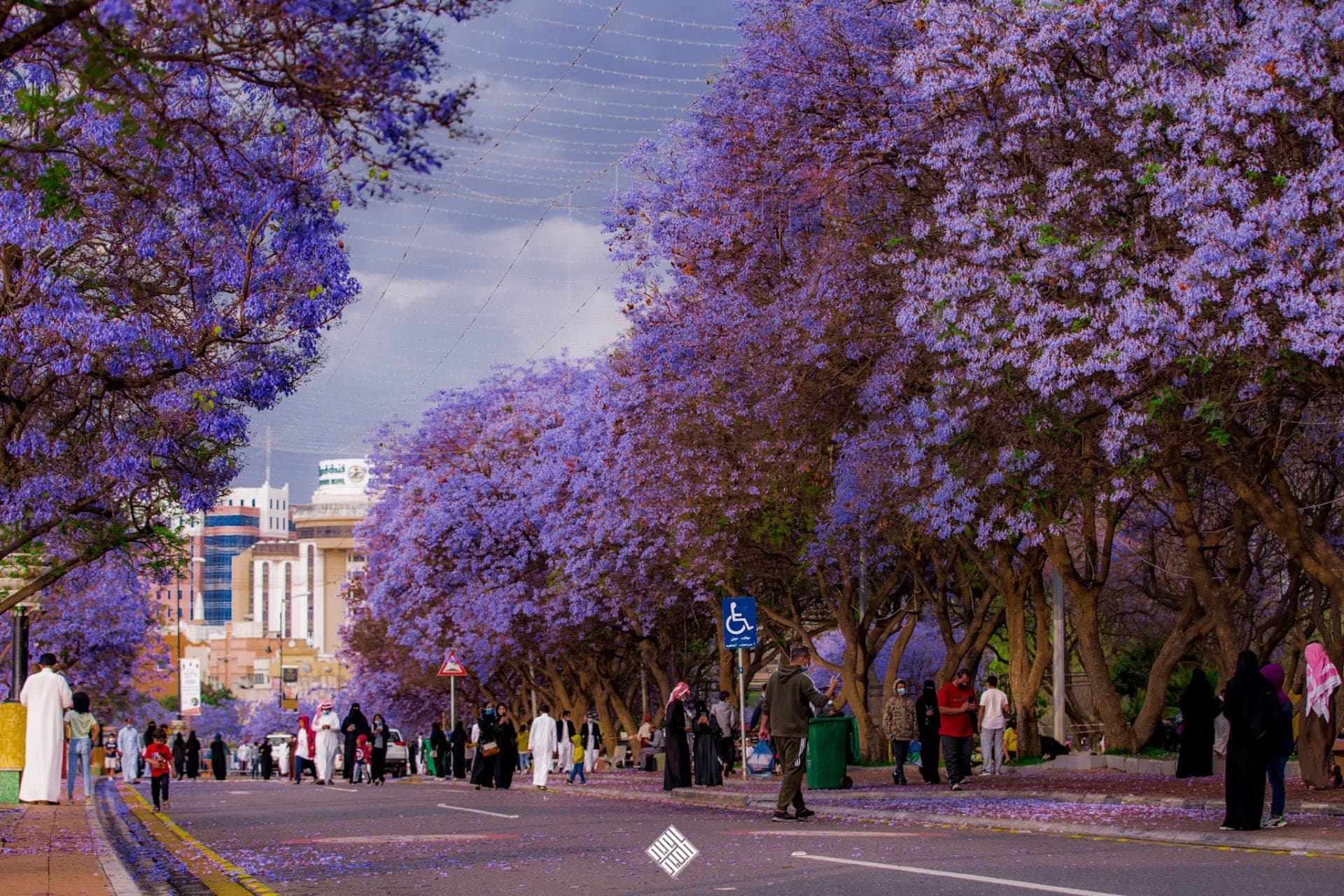 Rasakan Keindahan Musim Jacaranda di Abha – Tur Violet yang Mempesona