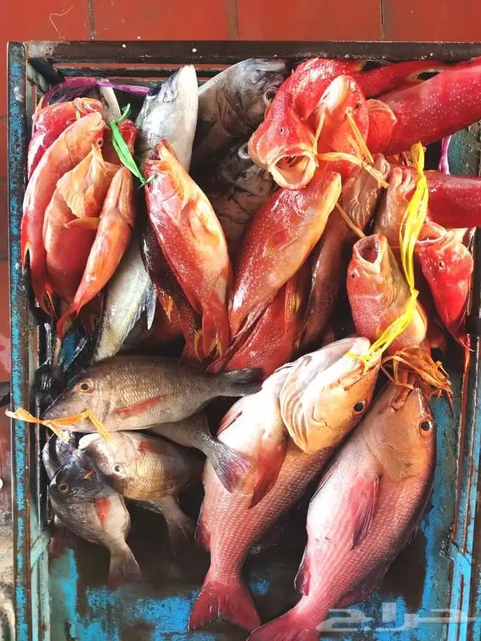 Perjalanan memancing dengan perahu di tengah Laut Merah.